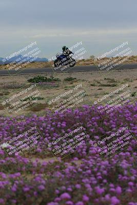 media/Jan-14-2023-SoCal Trackdays (Sat) [[497694156f]]/Turn 14 Exit Bloomig (145pm)/